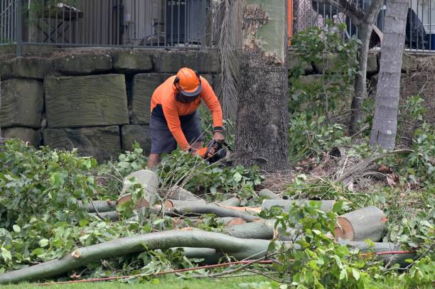 Professional  Tree Services in Oyster Bay Cove, NY